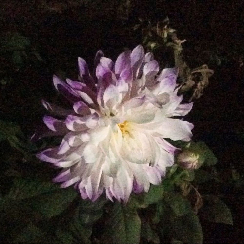 Meet your Posher, Cloudy